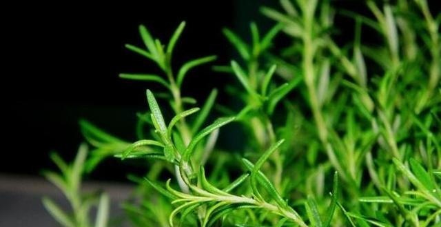 此花被罗马人称为神圣之草,泡水可增强记忆,可用来表达爱意