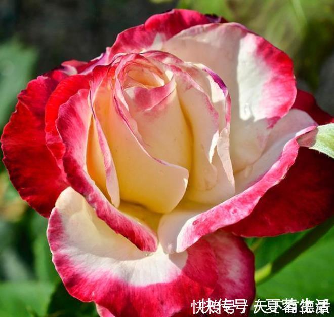 吉祥|家里要养4种花，开花吉祥又喜庆，比牡丹还美，年年开花美翻