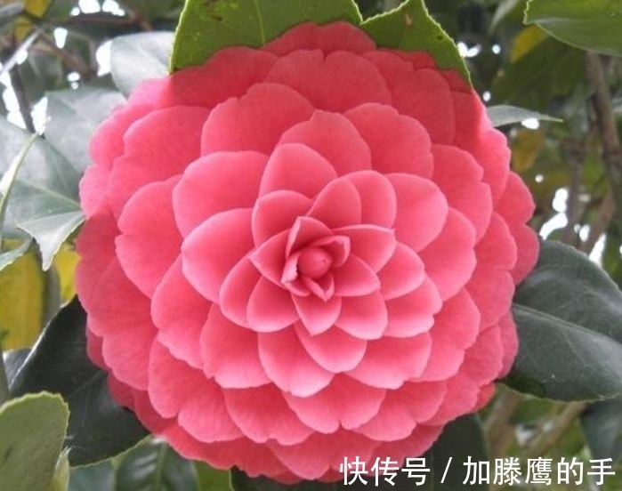 几种花好养又漂亮,花朵大花期长,开满整个花盆,快养起来吧!