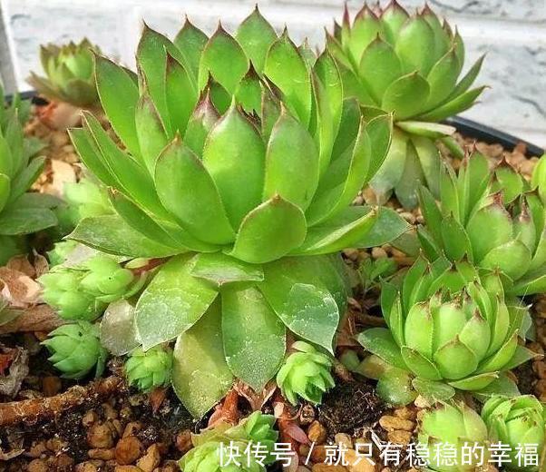 它堪称普货多肉之王,盆栽把控好5个细节,犹如朵朵盛开的莲花