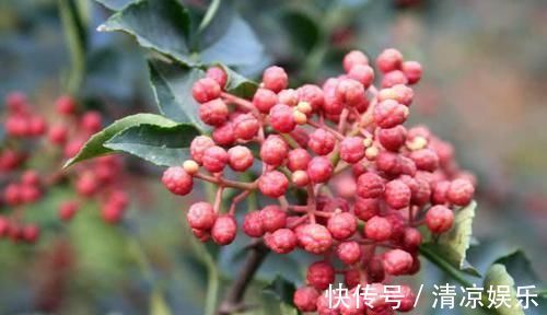 异常|湿气重不重,看嘴巴,若出现3种异常,可吃5物祛湿,不要拖