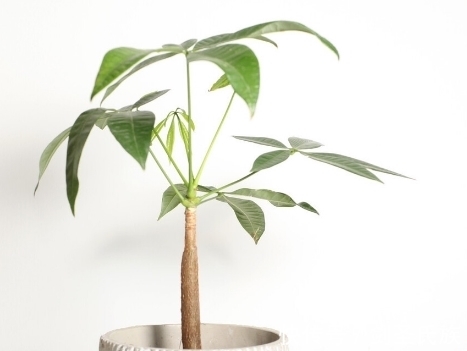 发财树黄叶怎么办?是什么原因呢?答案在这几点里