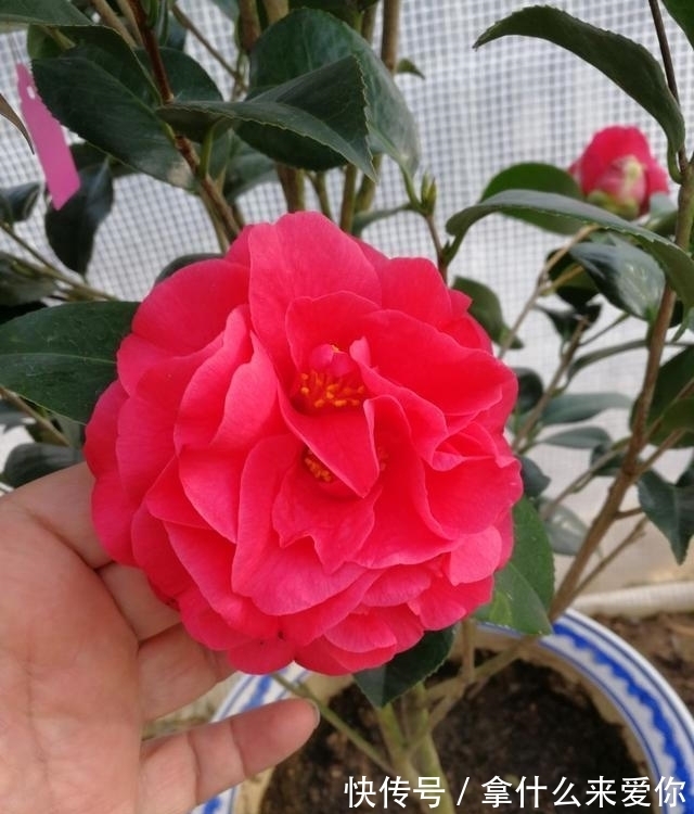 比牡丹还美的茶花,花期长达半年,零下15度冻不死,新手也能养