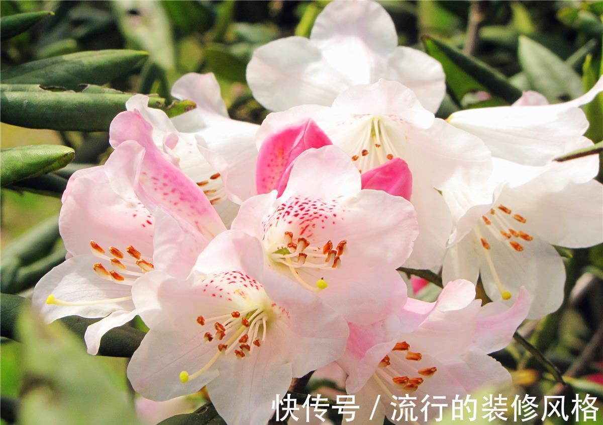 养花试试这几款，花朵绽放就像一个大包子一样很饱满