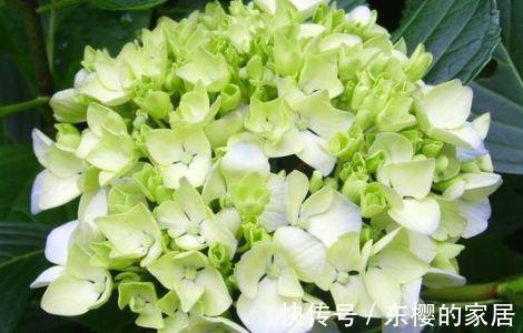 白卧龙|农历7月9号起，最适合养这些花，漂亮像彩虹，花型奇特美丽