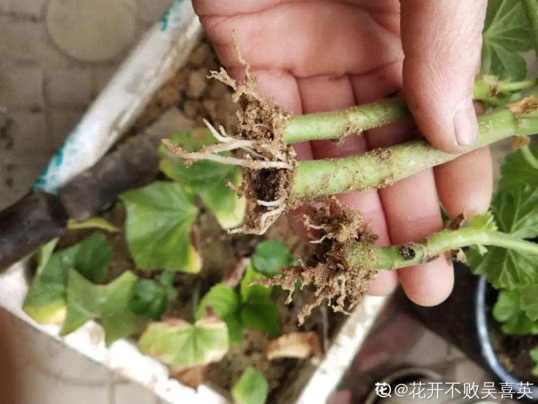 叶片|8种花夏天太容易死,现在赶紧扦插,死了也不心疼!