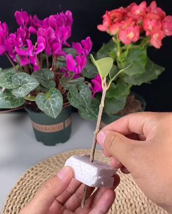 桂花的水培扦插，这样很快就能爆根