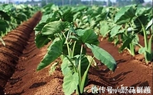 泡水|农村大爷每天摘1种叶子泡水喝，“冲走”肝毒，看起来年轻10岁