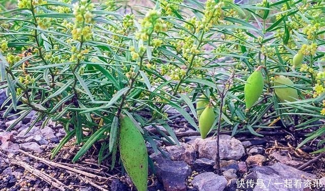 幼果|此野果乡下小孩都吃过，如今68元供不应求，真的有这么好