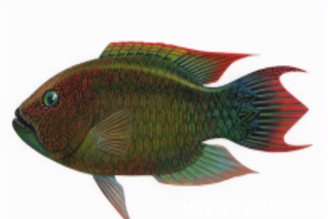 肉毒|5类鱼没营养,对人体有害,但很多人爱吃