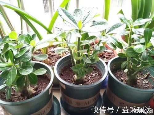 低于5度，6种花一整个冬天不浇水，也能照样活！