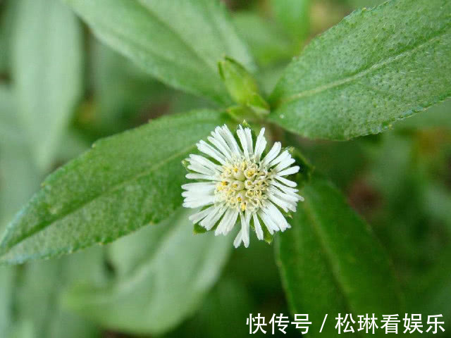 免疫|3斤黄芪不如1两它，每天坚持泡水喝，肝脏“锦上添花”