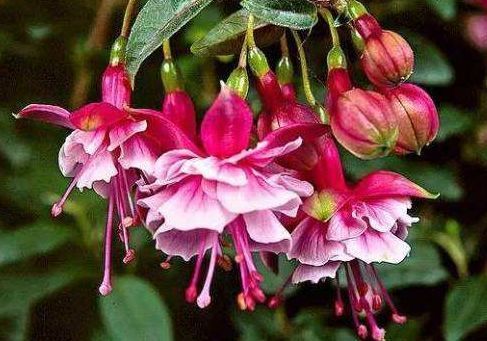 花很好养，耐热耐晒更耐旱，比吊兰好养，你养了吗