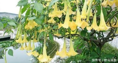 蒙汗药|“曼陀罗”你认识吗?农村古老神秘宝贝!“一半天使,一半魔鬼”