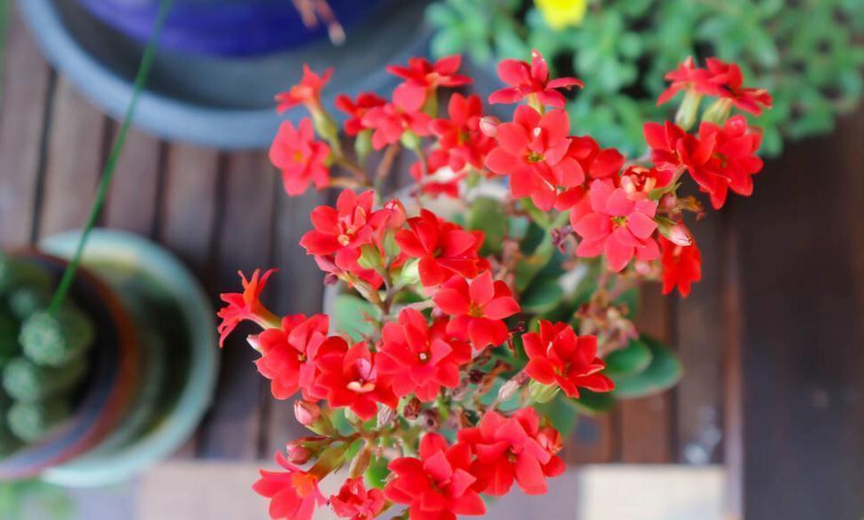 盐碱|长寿花好看却养不好,对照这“7点”,来看看问题出在哪