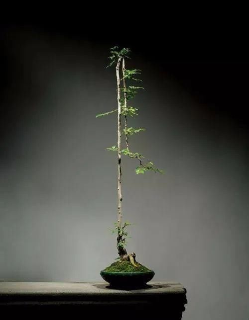 树桩盆景枝条，简单有效的几种造型方法