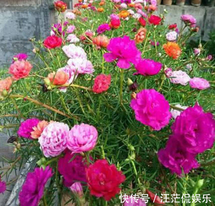 沙漠玫瑰沙漠玫瑰|“3种花”最适合懒人养,1个月不浇水,越长越旺,开出漂亮的花朵