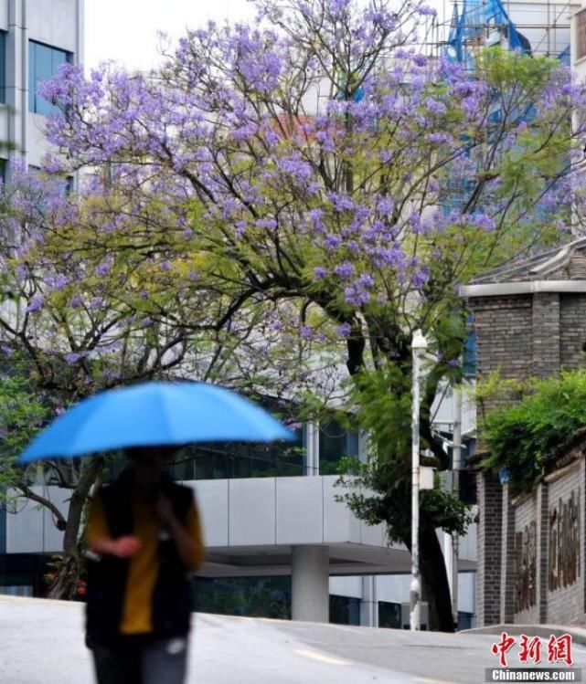 蓝花楹盛开 福州街头充满浪漫色彩