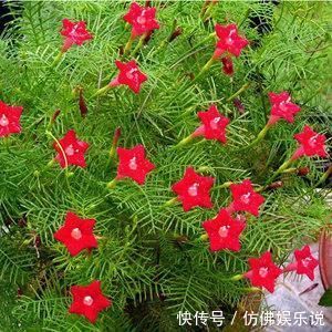 有庭院、露台养4种花，1年长成“遮阴棚”，好看又实用