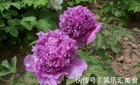 养花试试这几款，花艳丽，紫色，香气浓郁