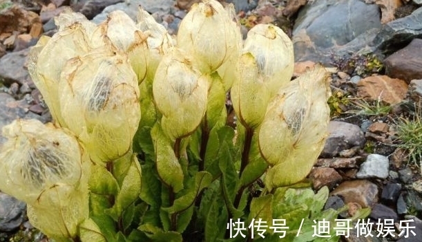 路边看到6种花，千万别随便采，可能会惹麻烦