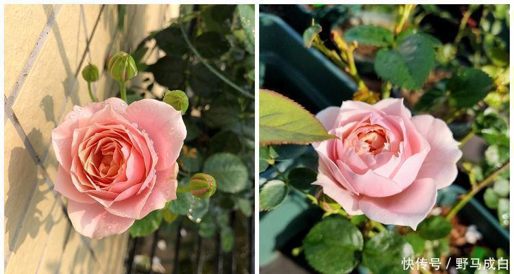 静赏花落|喜欢菊花,不如养盆“花中精品”幸福之门,似美人起舞,艳丽清雅