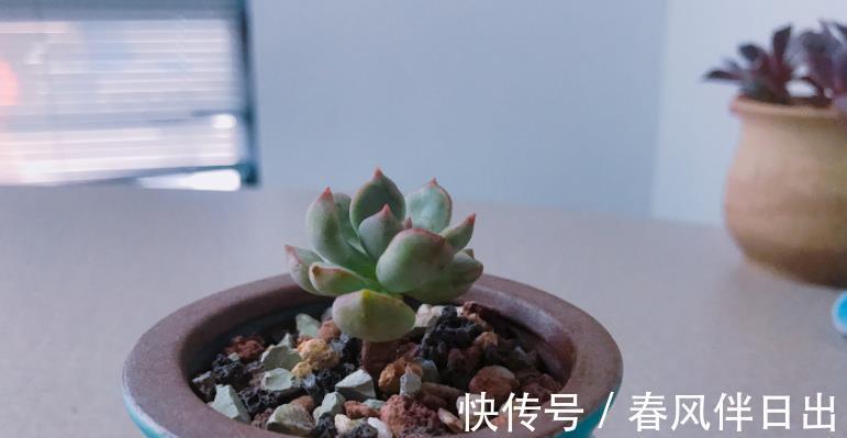 破解|三伏天30度以上,植物休眠,破解浇水养护难点,盆栽安全度夏