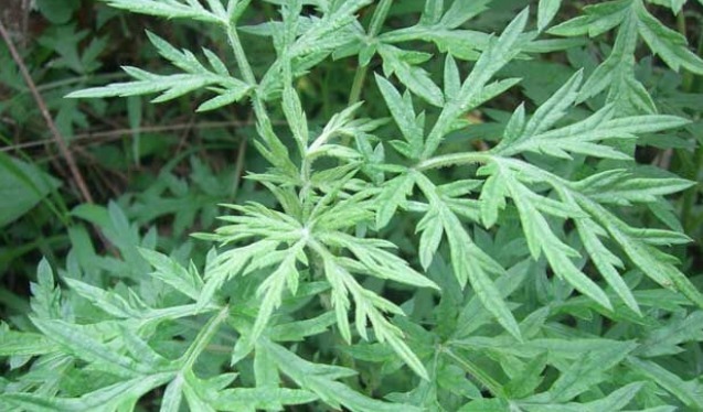 煮水|艾叶煮水真是太厉害了,解决了男女不少的麻烦,现在明白还不晚