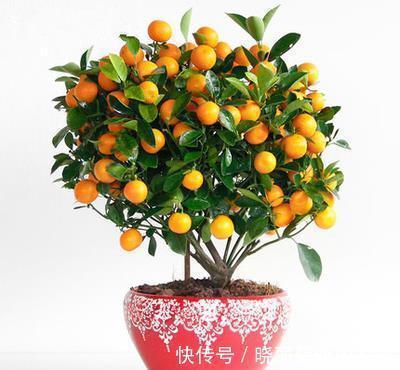 秋季阳台养4种果树，果子好吃又营养，还寓意好