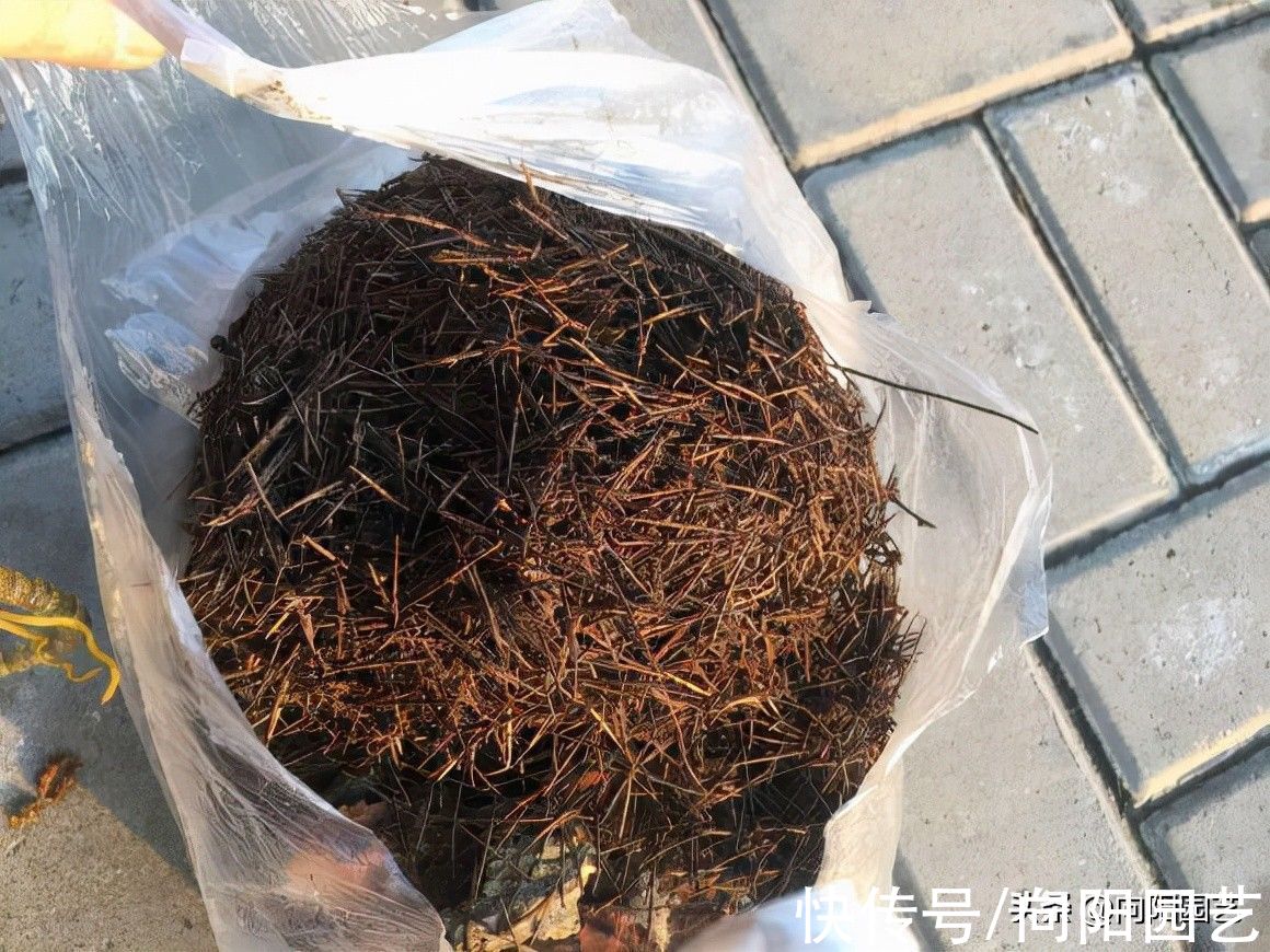 腐殖土|种多肉非要买土吗？不花钱的营养土：腐殖土配松针，顶呱呱好用