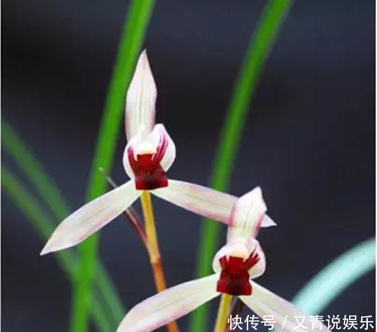 挚爱|此兰花是老一辈兰友的挚爱,香气雅致,无需春化就能开好