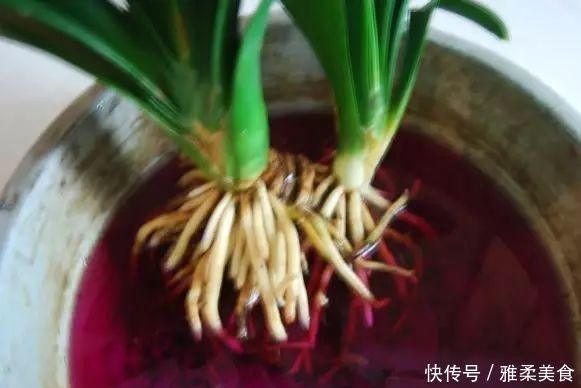 根系|君子兰根部冒出小芽怎么办只需5个步骤,一盆变多盆很简单