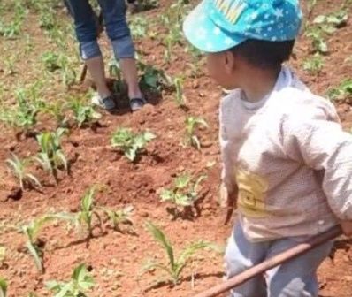 农村|3岁儿子去农村爷爷家,居然学会了除草,爸爸乐得哈哈大笑