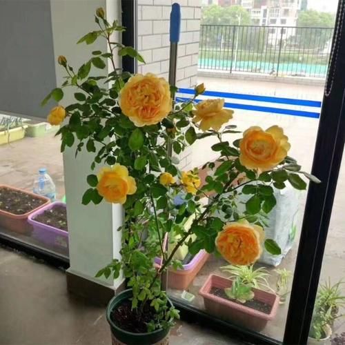 1种“大花”月季，花香浓郁，花大又美，重复开花，好看好养