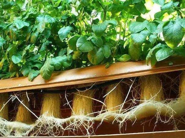 爷爷阳台种“土豆”,不用土壤,养在“空气”中,1次收获50斤