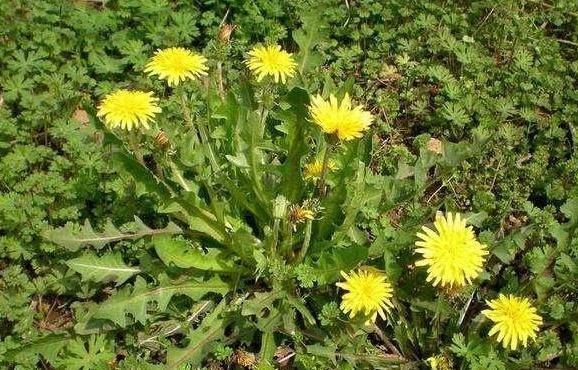 黄金搭档|“它”蒲公英是黄金搭档,坚持连喝7天,清肝明目,显年轻!