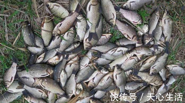 五款自制饵料配方,鲫鱼疯狂着迷,杂鱼不沾,盛夏野钓大板鲫必备