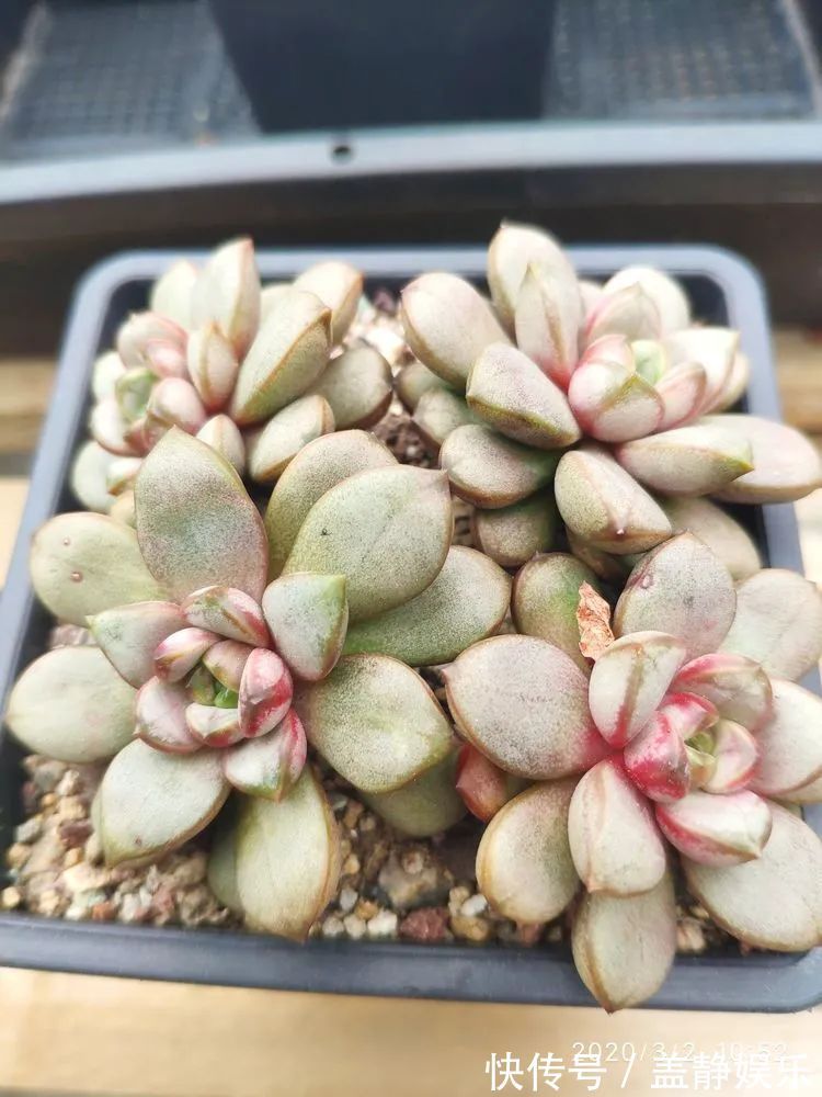 多肉是戒不掉的瘾！多肉小白入坑一年小记！