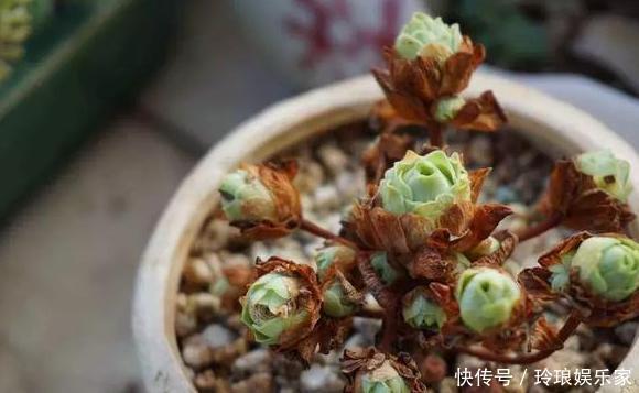 养花浇水是技术活盆栽远离5种水,植物伤亡少、花友不走弯路