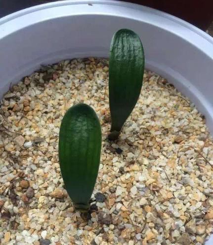 无论养什么花,只要在盆内放上“它”,不仅不积水,还会越长越好