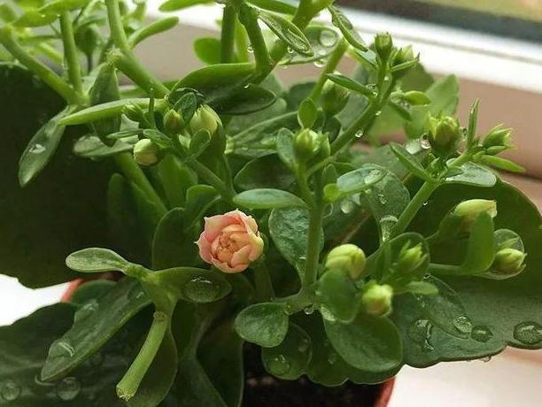 秋养长寿花、蟹爪兰，3方面打好基础，9、10月就能嗖嗖开花