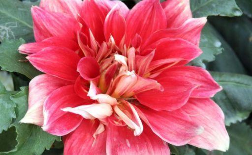 养此几款花卉,好养又漂亮,懒人新手都能养得好