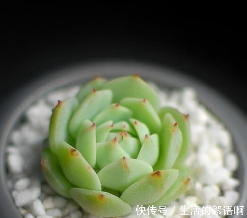 4个出了名难养的多肉,只看颜值没技术,买回家容易死!