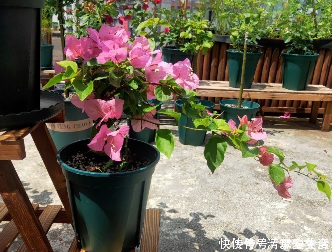 根系|三角梅只长叶子不开花，赶紧剪一刀、虐一虐，花呼呼全开！