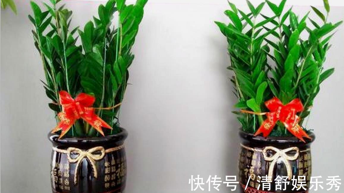 复合肥|5种“吉祥花”适合养客厅,听名字就很欢喜,心情好事事顺