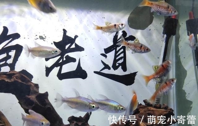 美人鱼|强烈推荐一种小众观赏鱼,欣赏效果很好,饲养难度极低