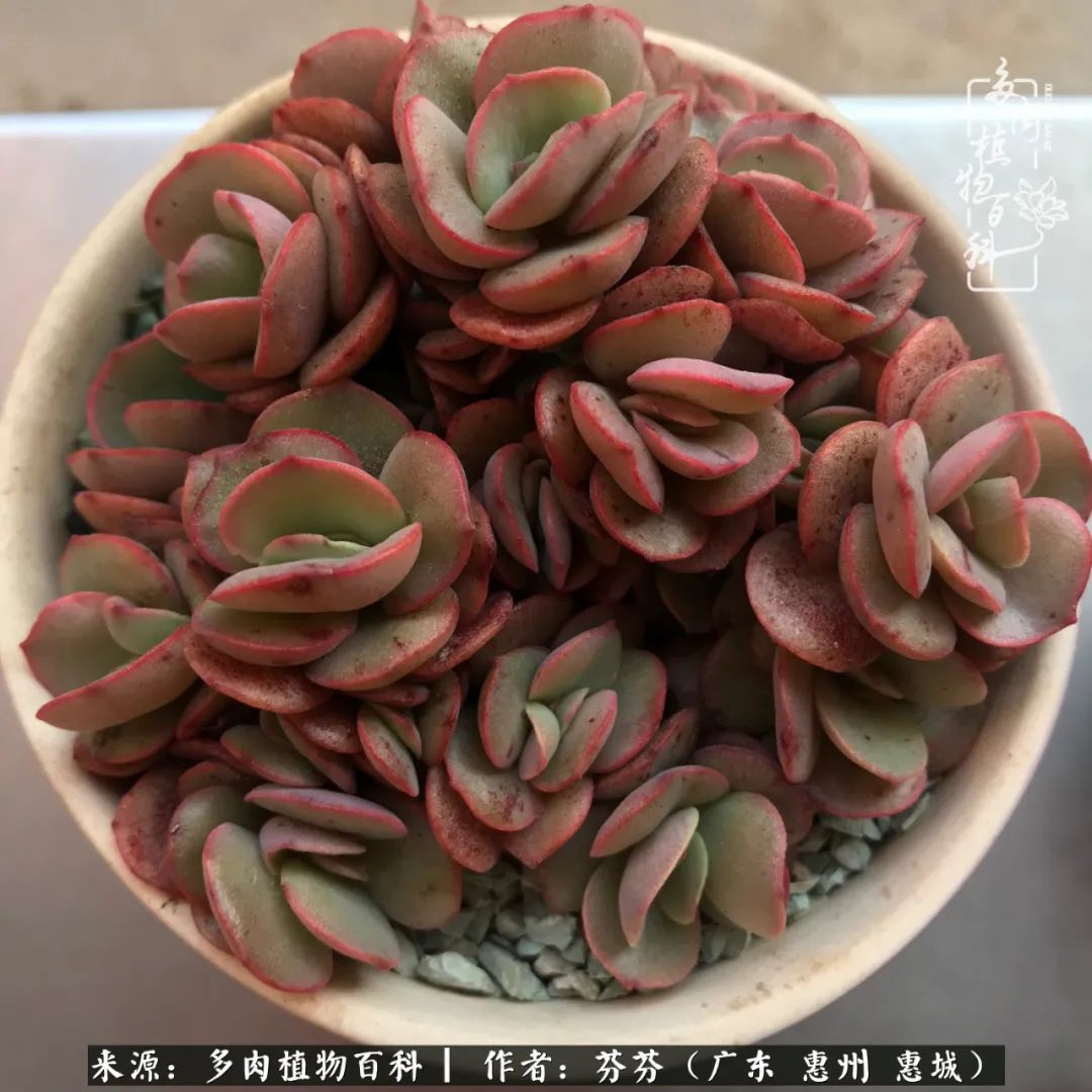 养花|一种爱好就是一种境界，养花养多肉可以培养一个人的心境！