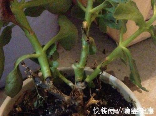 溶液|养花烂根了,全扔掉?别,一个小方法立马满血复活