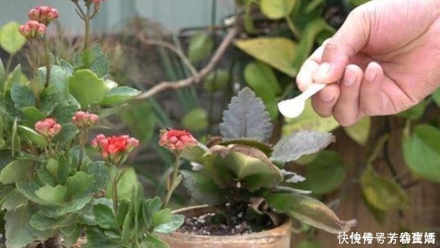 修剪|长寿花开完花,马上给它做“3件事”,很快再次孕蕾开花