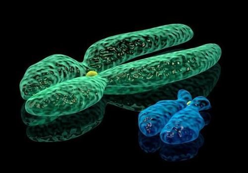 男孩|为什么有的人生男孩，有的生女孩？那些我们可以知道的小“秘密”